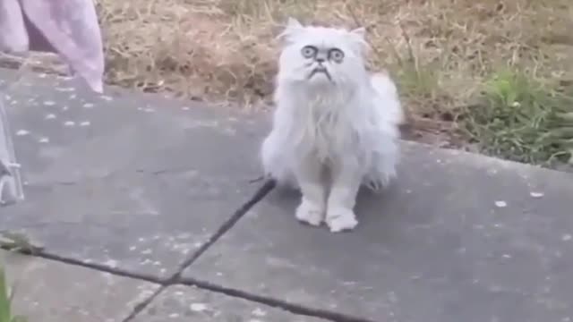 Scary weird looking cat