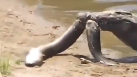 Cute animal behavior makes you happy