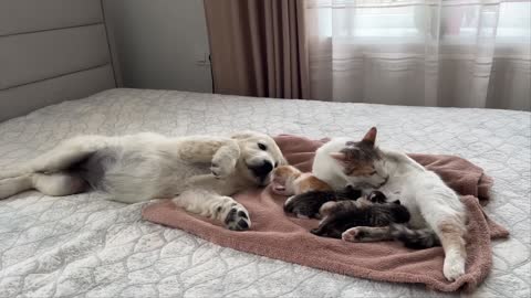 Dog helps cat mother coax children series