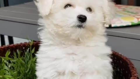 bichon frise cute videos funny puppies - Teacup puppies