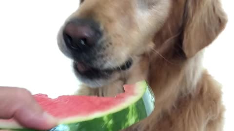 Jake loves watermelon