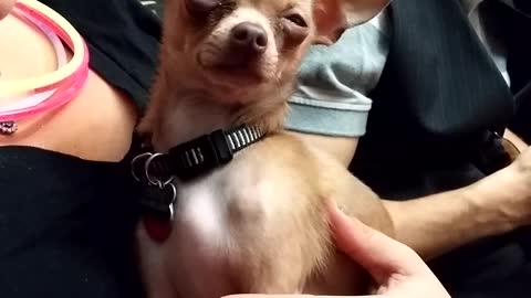 chihuahua hiccups