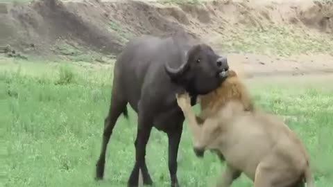 the buffalo is very smart