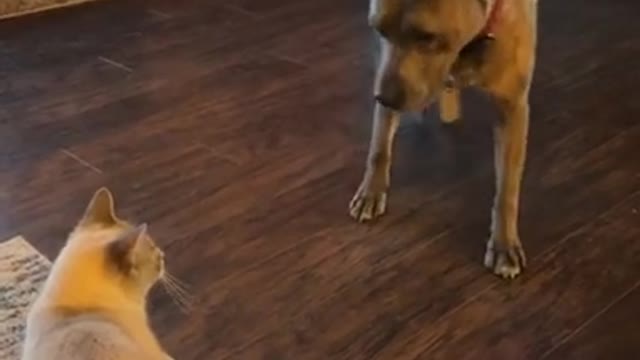 Cats Definitely Rule The House Lol 😂😂😂#shorts