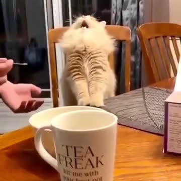 The cat who freezes his brain