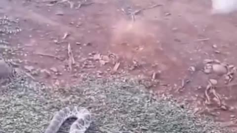 Funny Animal Video 🤣🤣😂