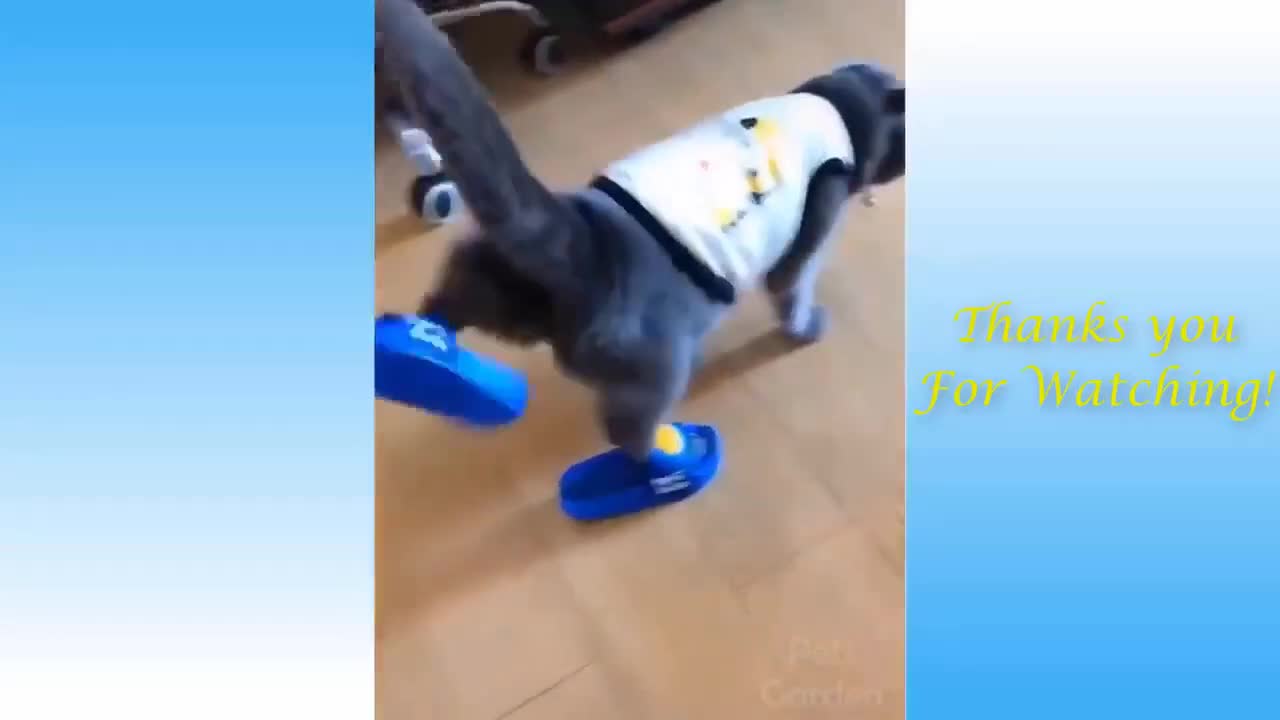 Cute pets animals video