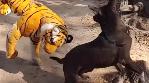 Funny video dog fake Tiger