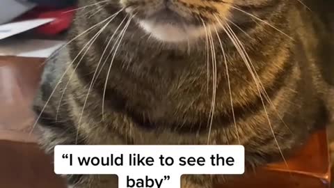 Cute and Funny Cat Videos Compilation - PART 11
