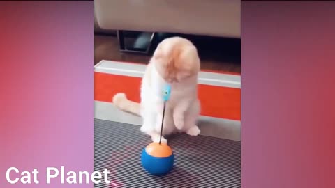 Funny and beautiful cats 2021