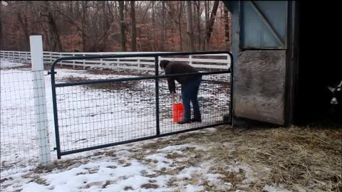 Feeding Time on The Farm