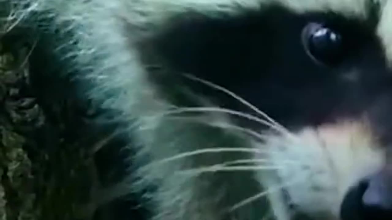 Cheerful raccoon. Saved by the kids