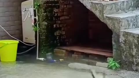 Wwe animal mach