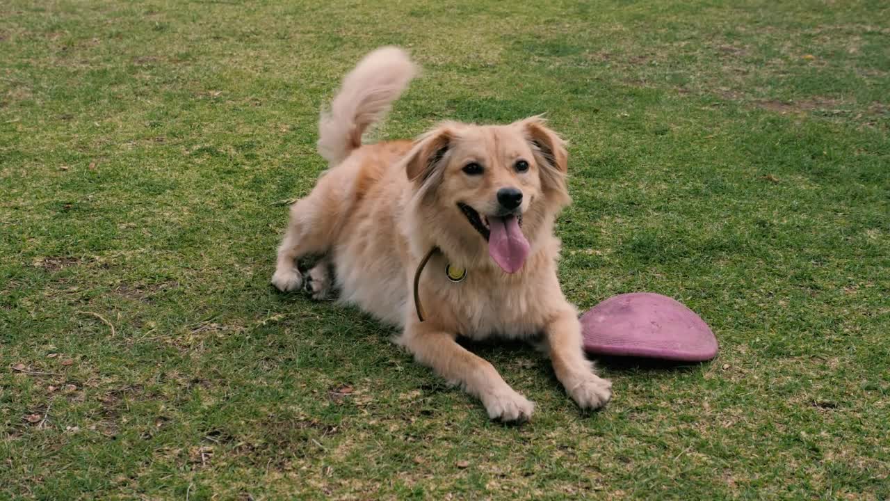 A dog resting on the grass next to a dog toy