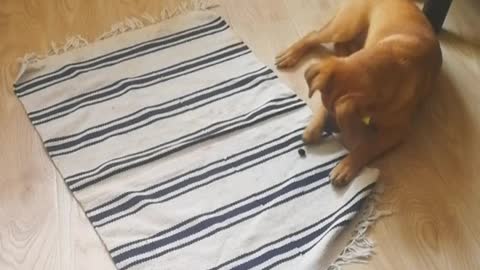 Brown dog playing with blueberries on floor