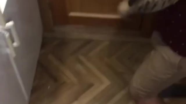 Смешные и милые животные _ Episode #3