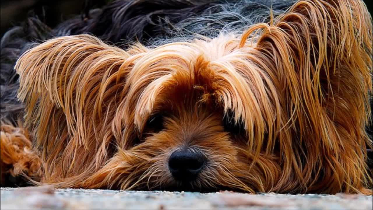 9 Hours of Deep Relaxation for Dogs with Anxiety