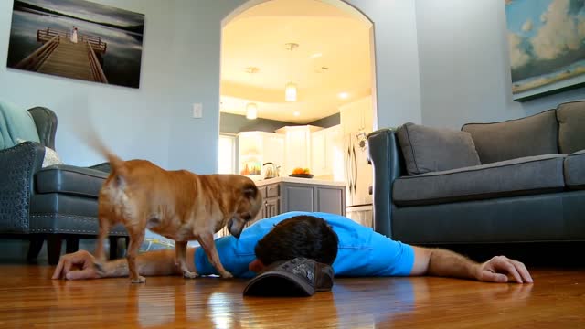 Dog Loses Her Mind Upon Realizing She's At The Dog Park