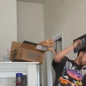 Very funny moments for cats