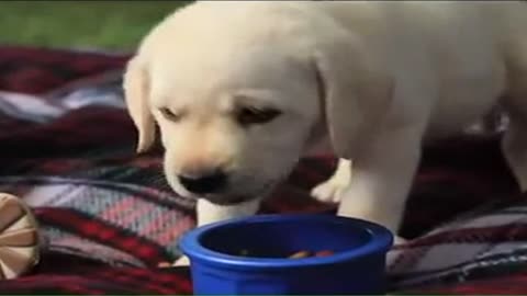 Cute baby and her dog playing together