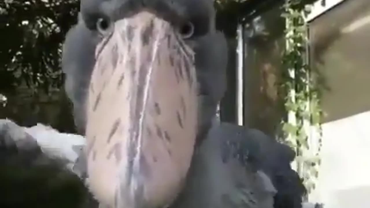 The Shoebill Stork~A Close-Up Look At The Most Prehistoric Looking Bird Alive Today