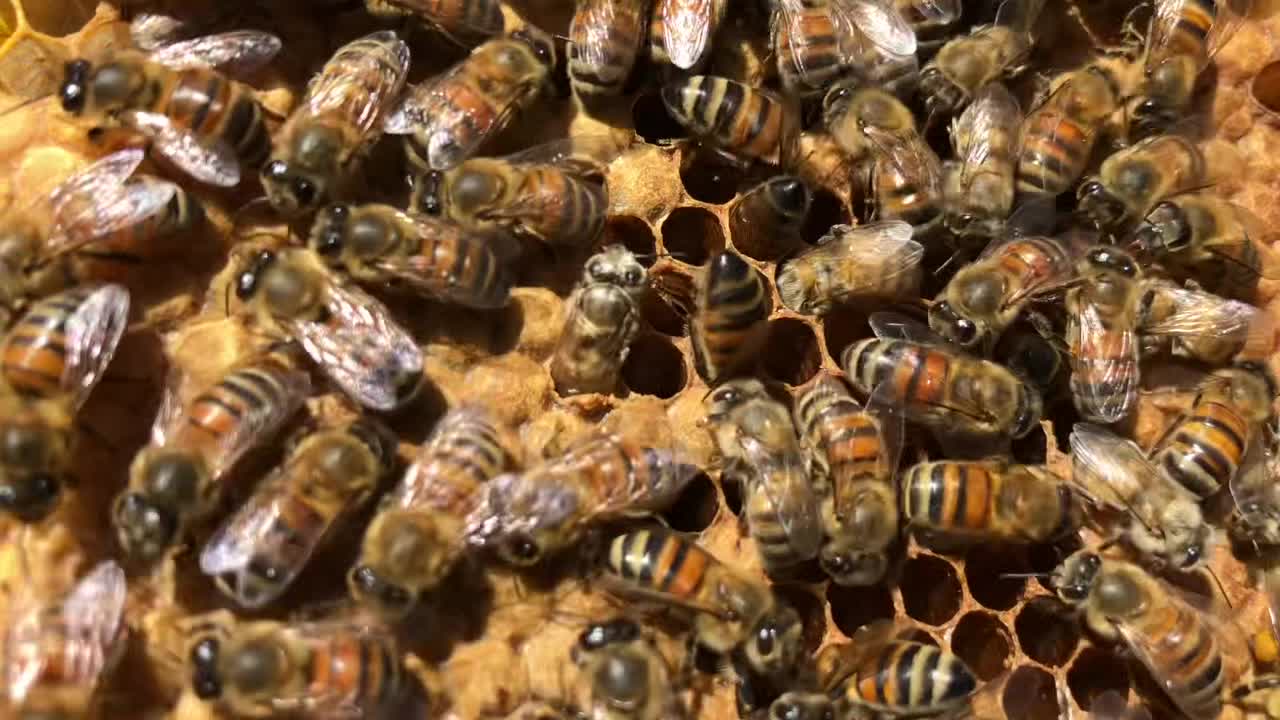 Birth of a Worker Bee