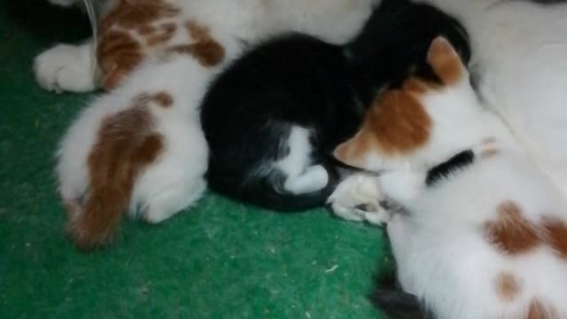 Kittens Sleep On Green Carpet