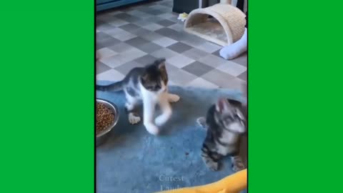 Funny cat,, cat video,,