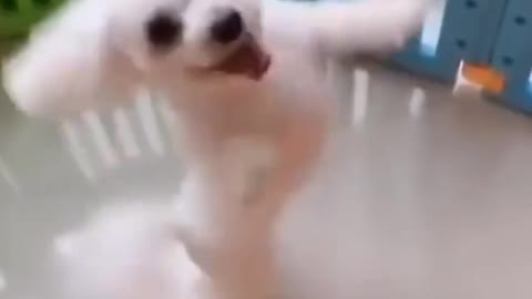 Happy DOG Dancing