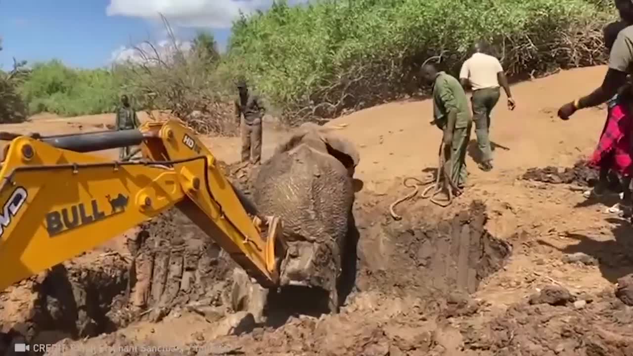 Animals That Asked for Help & Kindness 2022