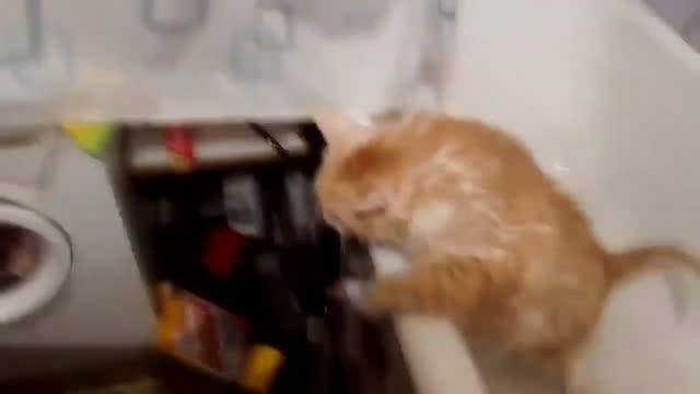 This cat can't climb up to one foot because it is fat?