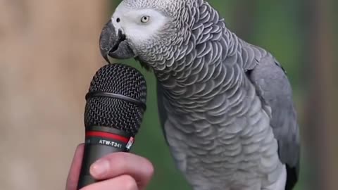 How Beautifully the birds Speak