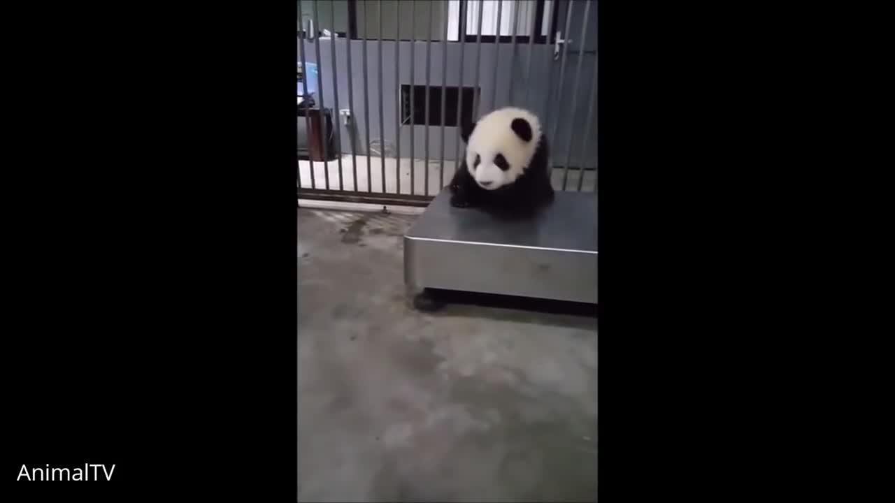 Cute Baby Panda playing