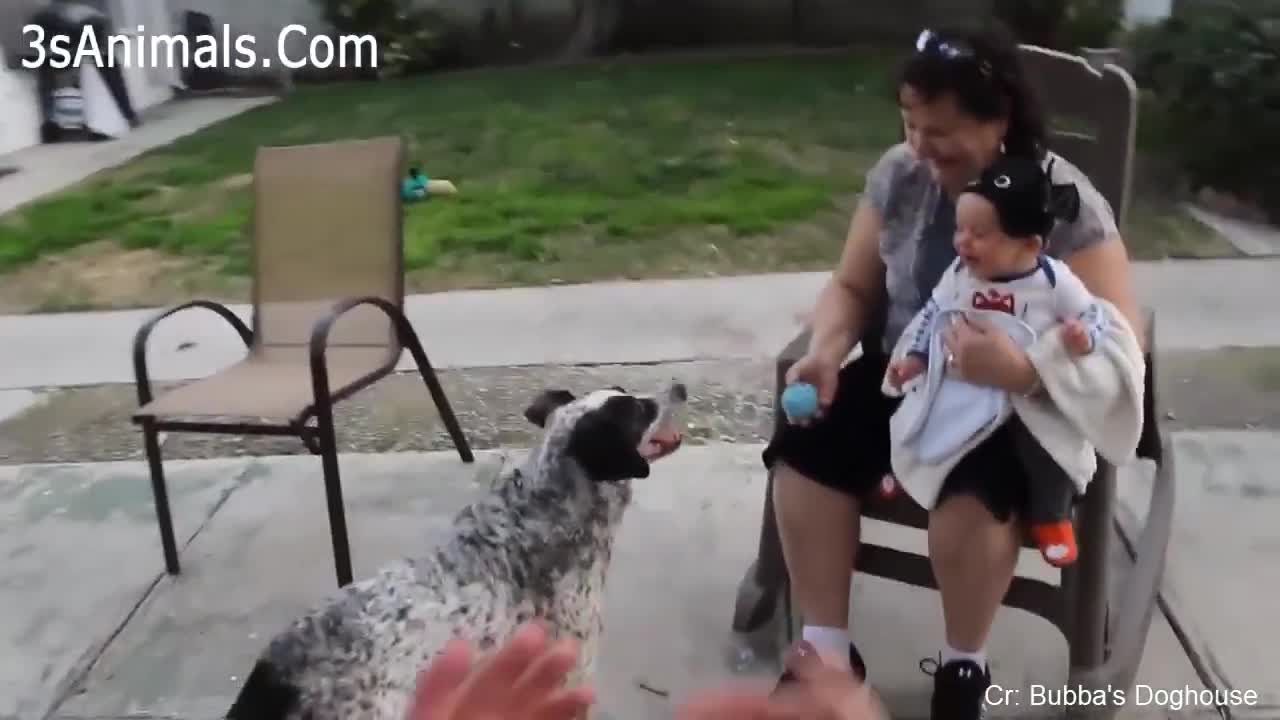 Babies laughing hysterically at the dog build 🐶