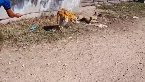 Prank Dogs With a Fake Tiger Challenge