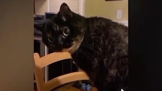 funnycatvideos0_0