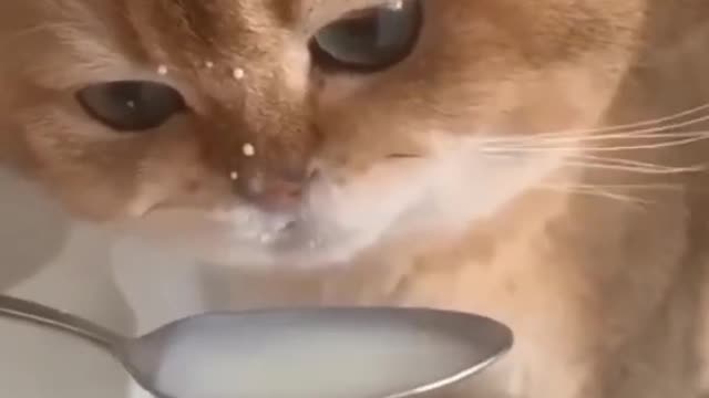 So cute cat ❤️#catlover #catvideo #catfunny#cat short #catvideoShort