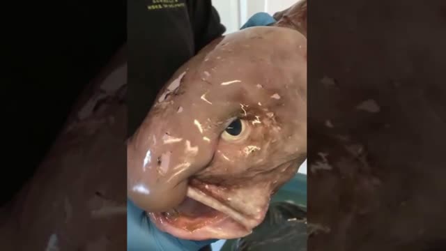 Bizarre Animals - BUBBLEFISH