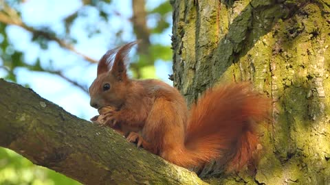 Wild red squirrel
