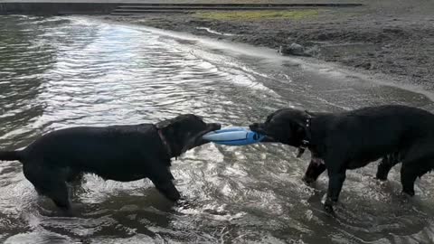 Funny dogs play tug of war