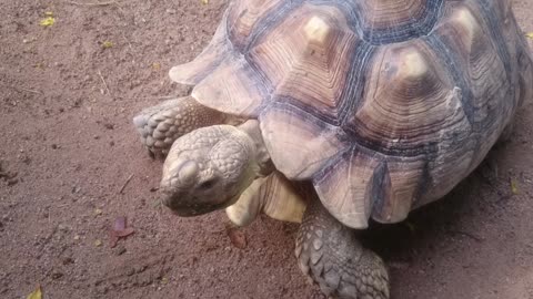 giant tortoises