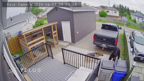 German Shepherd Barks At Backyard Bear