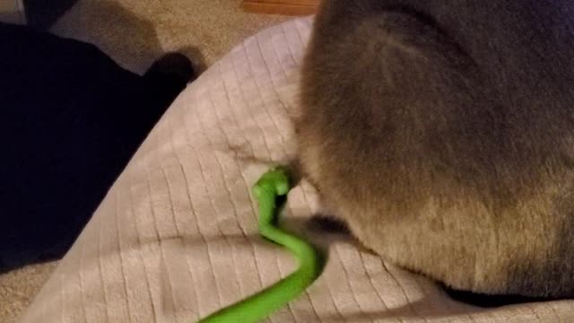 Cat is not a Fan of Fake Snake