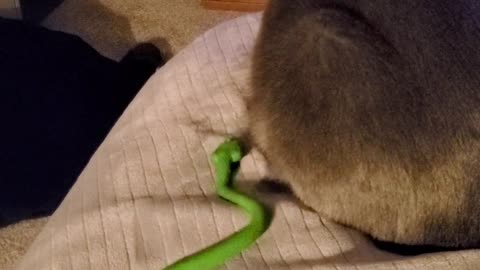 Cat is not a Fan of Fake Snake