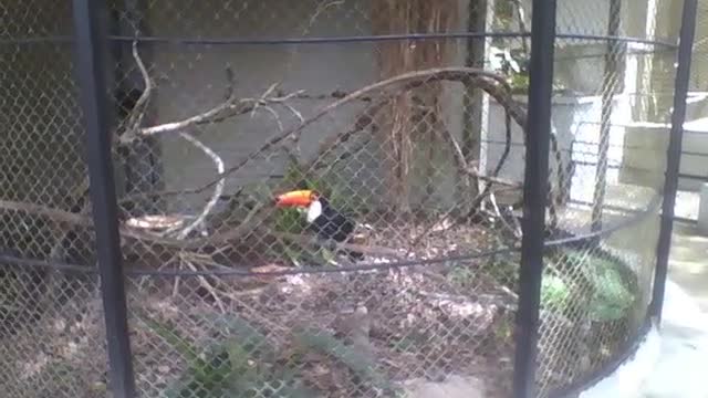 Lindo tucano preto e branco no parque, olha o bico dessa ave como é grande! [Nature & Animals]