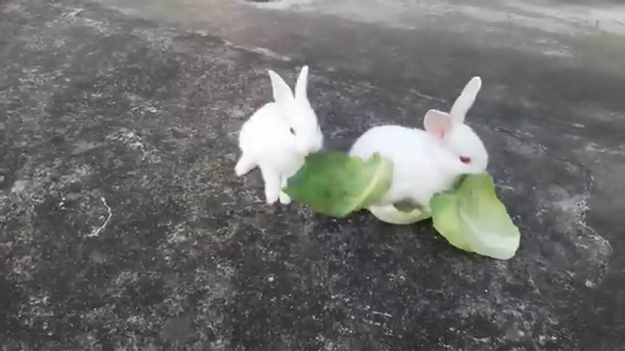 Cute babies rabit