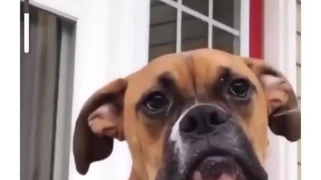 This dog is very funny, unexpected ending