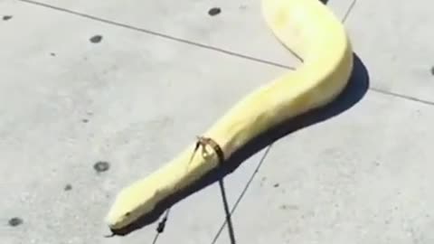 When you want to take walking exercise with pet, but your pet seems too big. Giant Python.