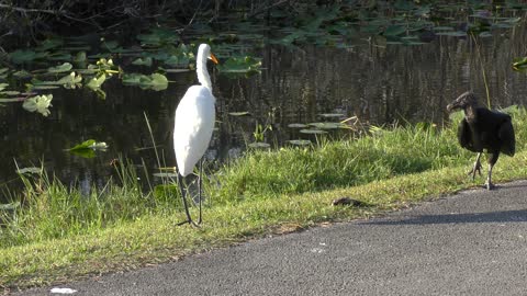 Two birds and one fish...