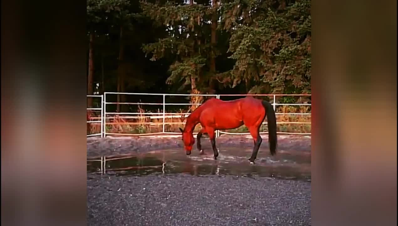 Cutest Animals in The world 🌎 | Supper funniest pets | Animal Planet Ever